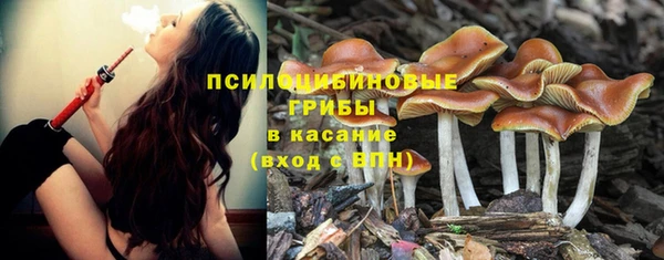прущие грибы Верхний Тагил