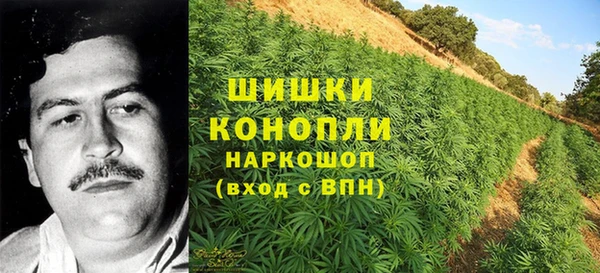 прущие грибы Верхний Тагил