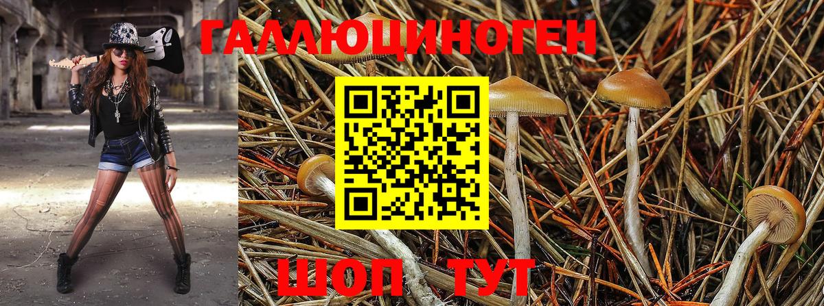 Донской  Псилоцибиновые грибы GOLDEN TEACHER  Вход с VPN 
